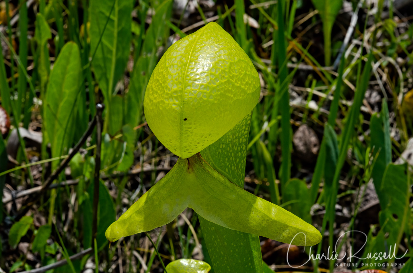 California pitcher plant, Darlingtonia californica