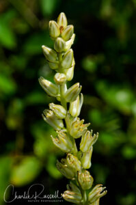 Largeflower rushlily, Hastingsia bracteosa var. bracteosa