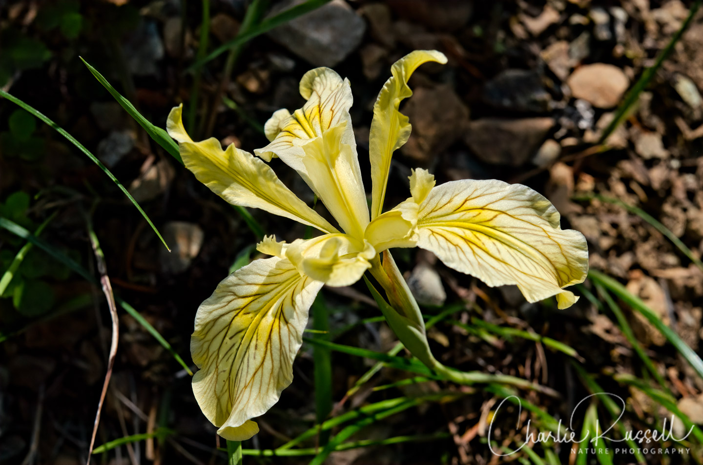 Siskiyou Iris, Iris bracteata