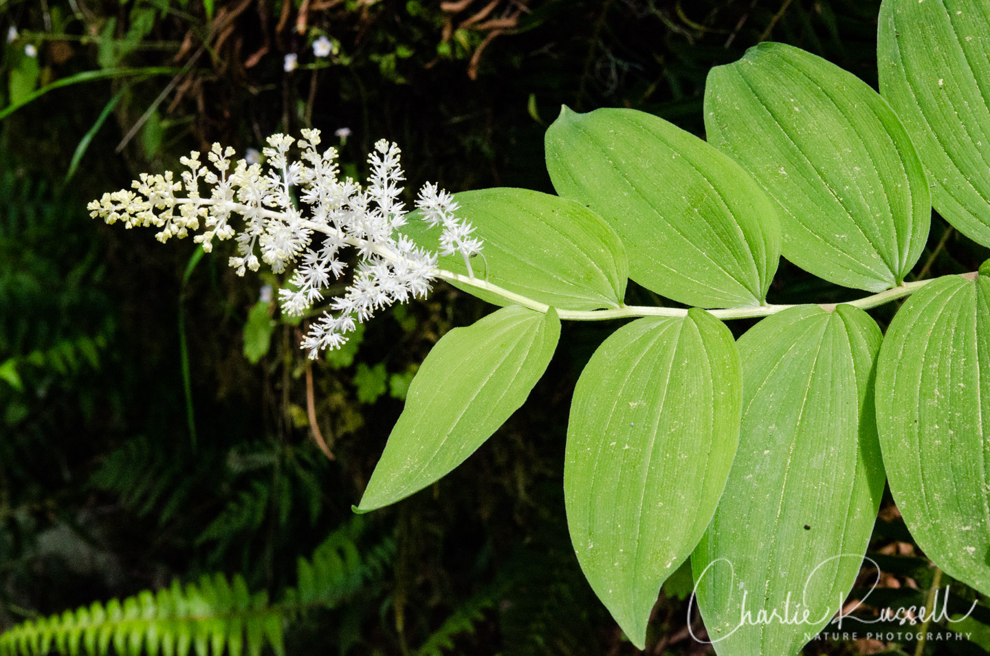 Feathery false lily of the valley, Maianthemum racemosum
