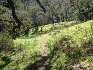 Hidden Meadow Trail as you look back downhill