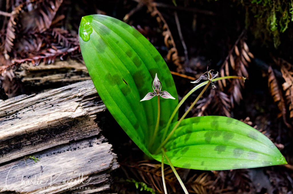 Fetid adder's tongue, Scoliopus bigelovii