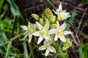 Fremont's death camas, Toxicoscordion fremontii. Natalie Coffin Greene Park Wildflowers