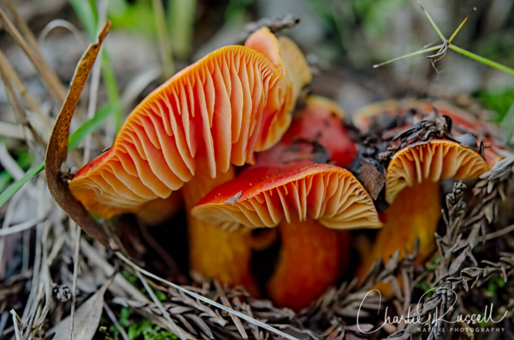 Waxcaps, Hygrocybe sp.