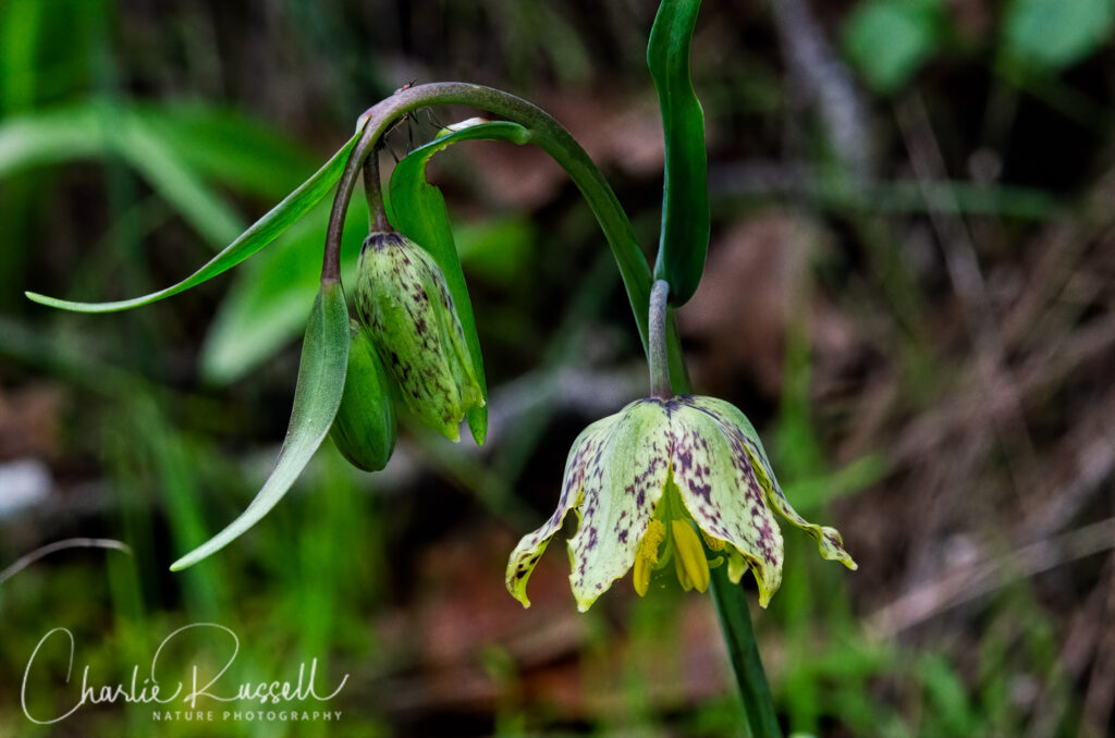 Checker lily, Fritillaria affinis