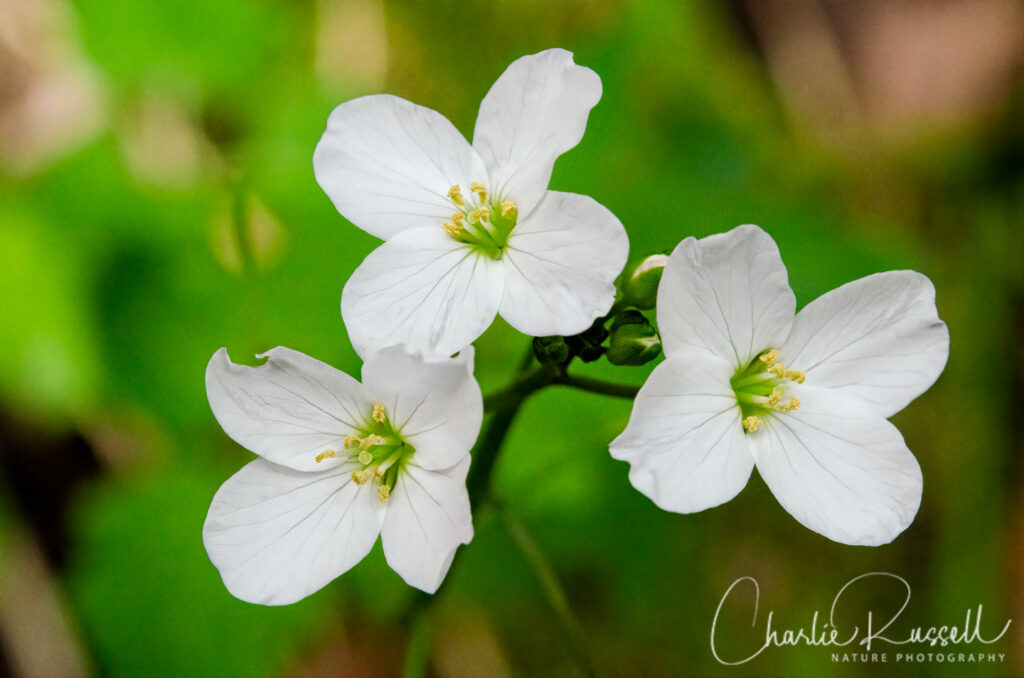 Milk maids, Cardamine californica