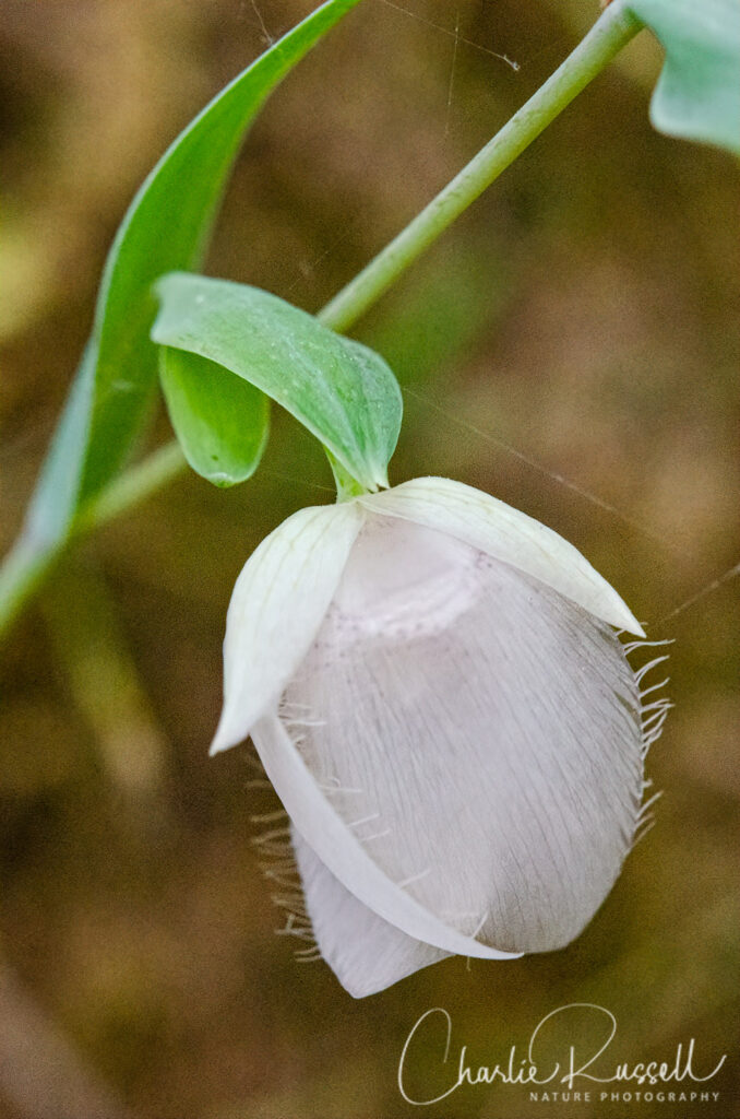 White fairy lantern, Calochortus albus