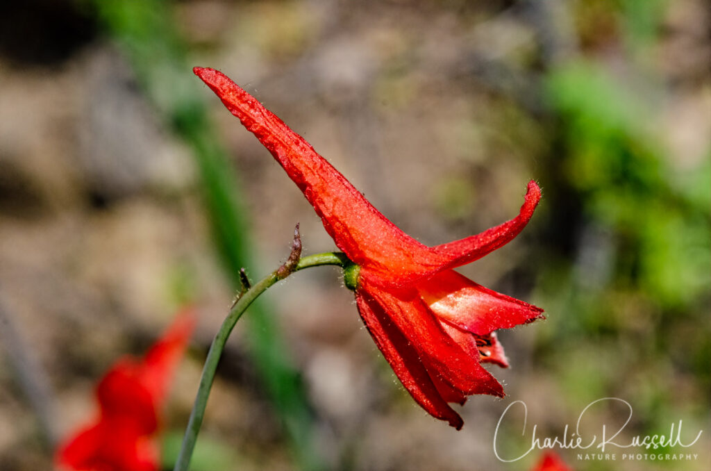 Red larkspur, Delphinium nudicaule