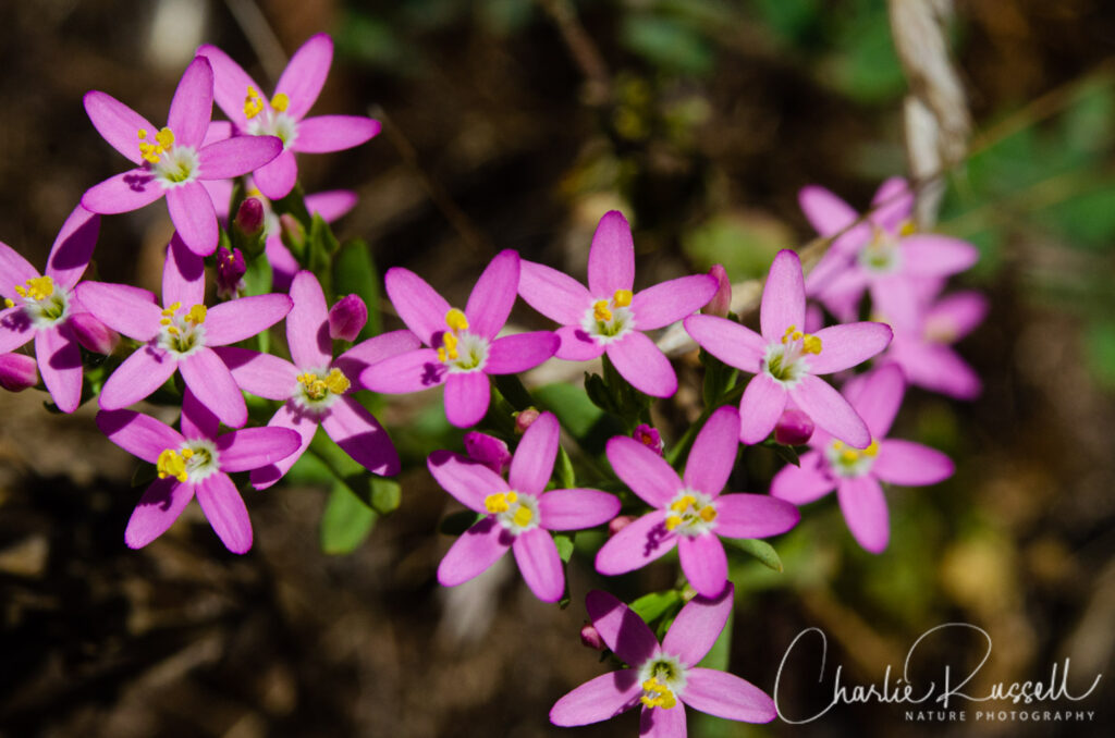 Muehlenberg's centaury, Zeltnera muehlenbergii