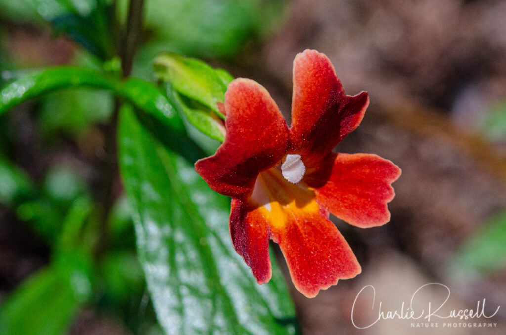 Red Bush Monkeyflower, Diplacus puniceus