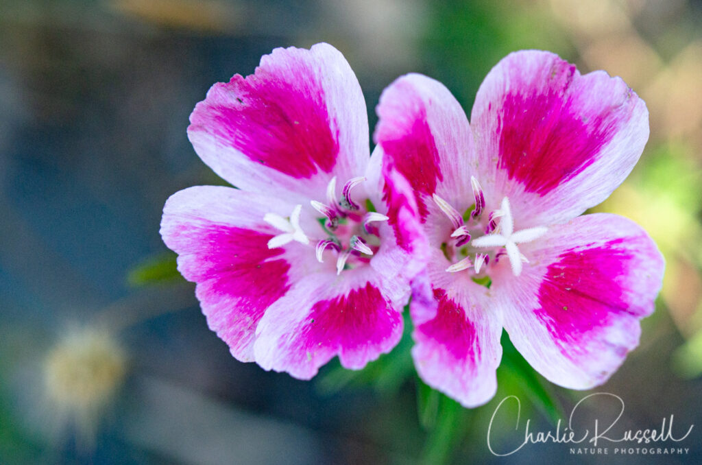 Farewell to spring, Clarkia amoena