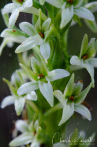 Dense-flowered Rein Orchid, Piperia elongata