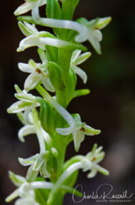 Flat spurred piperia, Piperia transversa