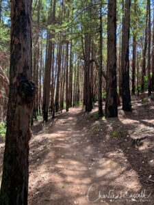 Lawndale trail at Trione-Annadel State Park