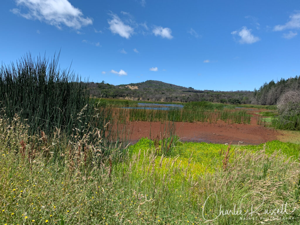 Lawndale trail at Trione-Annadel State Park