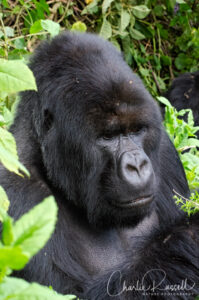 Mountain Gorilla, Gorilla beringei ssp. beringei