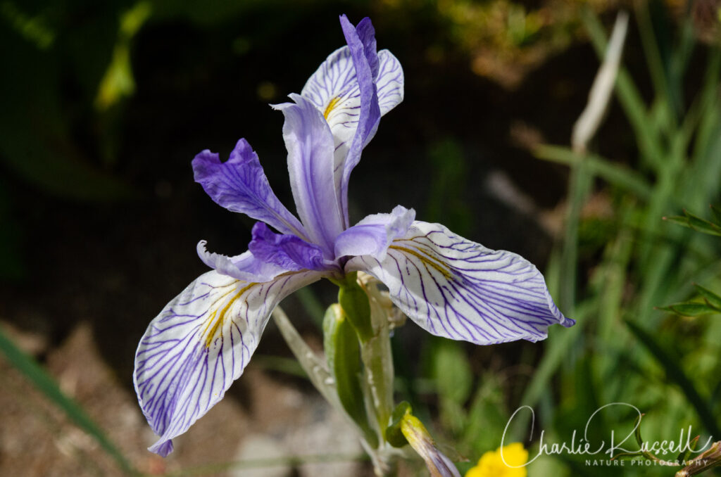 Western blue flag iris, Iris missouriensis