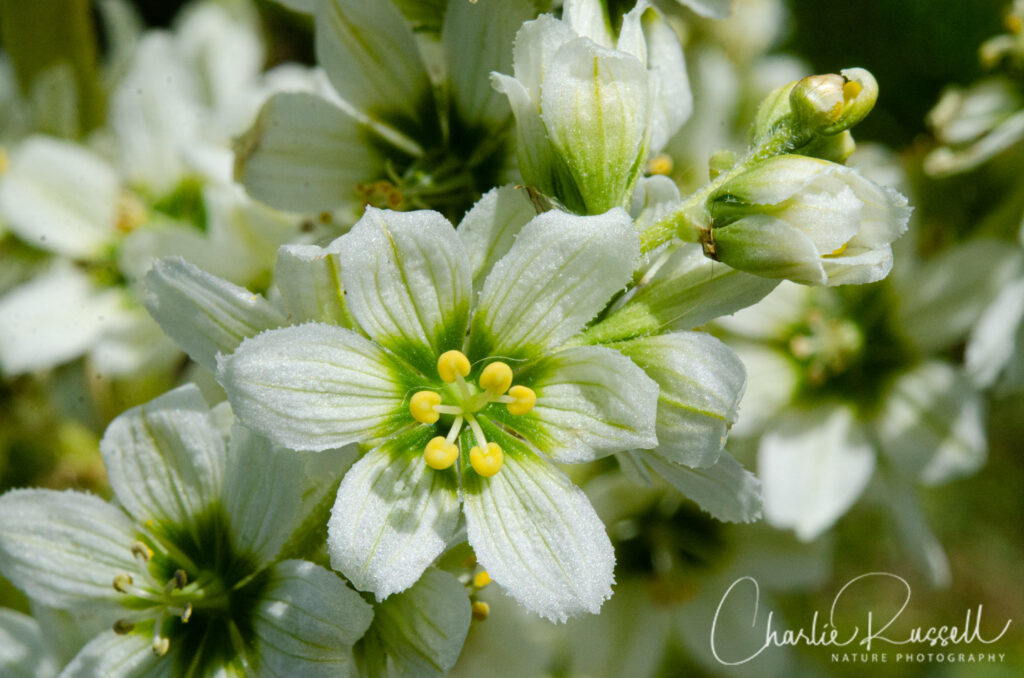 California corn lily, Veratrum californicum var. californicum