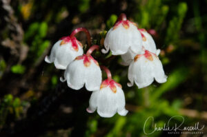 Western moss heather, Cassiope mertensiana