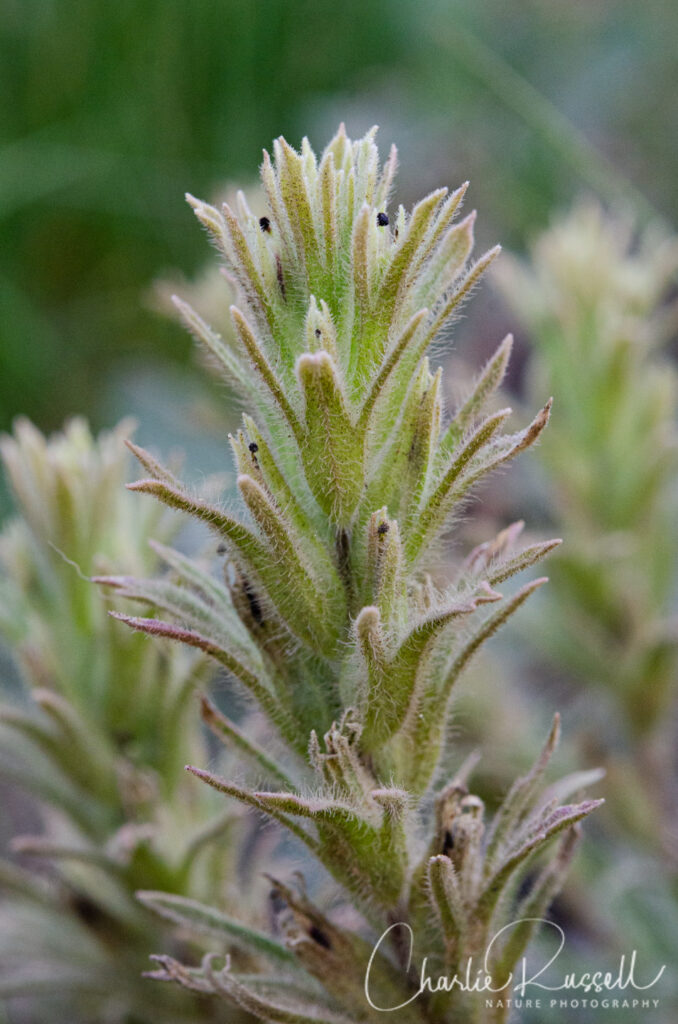 Dwarf alpine paintbrush, Castilleja nana