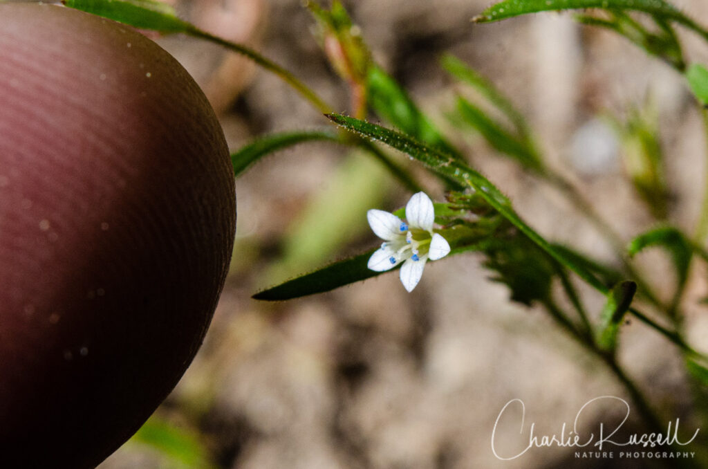 Miniature gilia, Navarretia capillaris