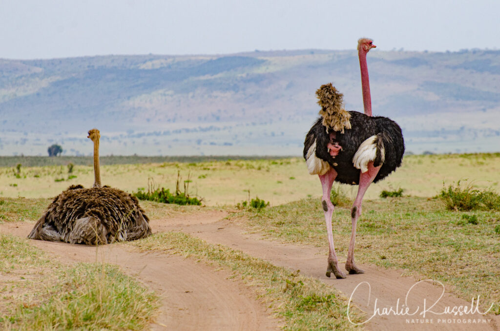 Masai ostrich, Struthio camelus massaicus. Note the pink legs