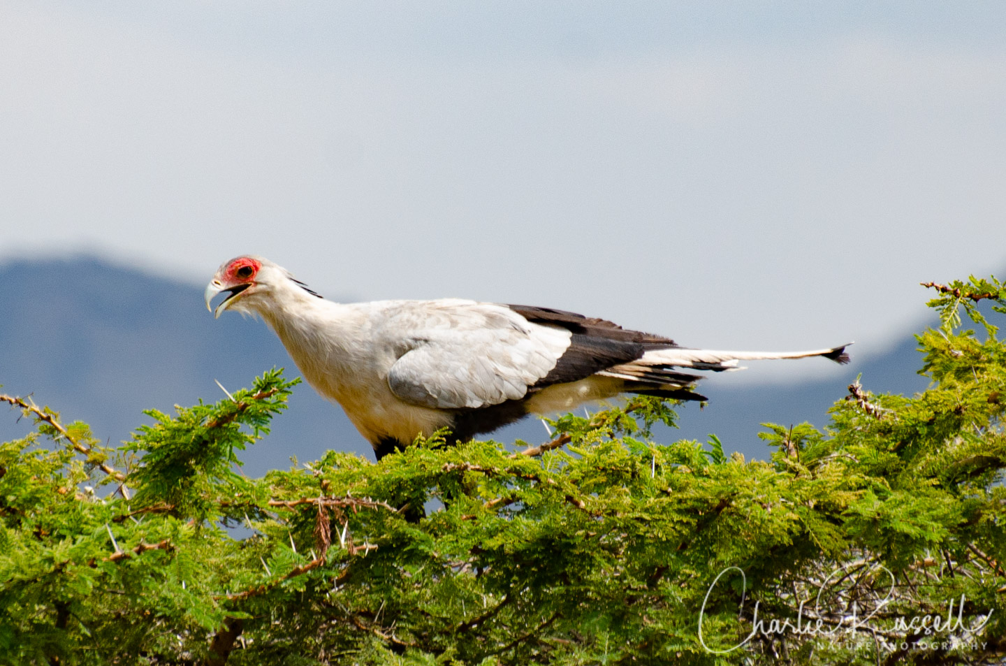Secretarybird, Sagittarius serpentarius. In a tree top, eating a snake (which you can't see)