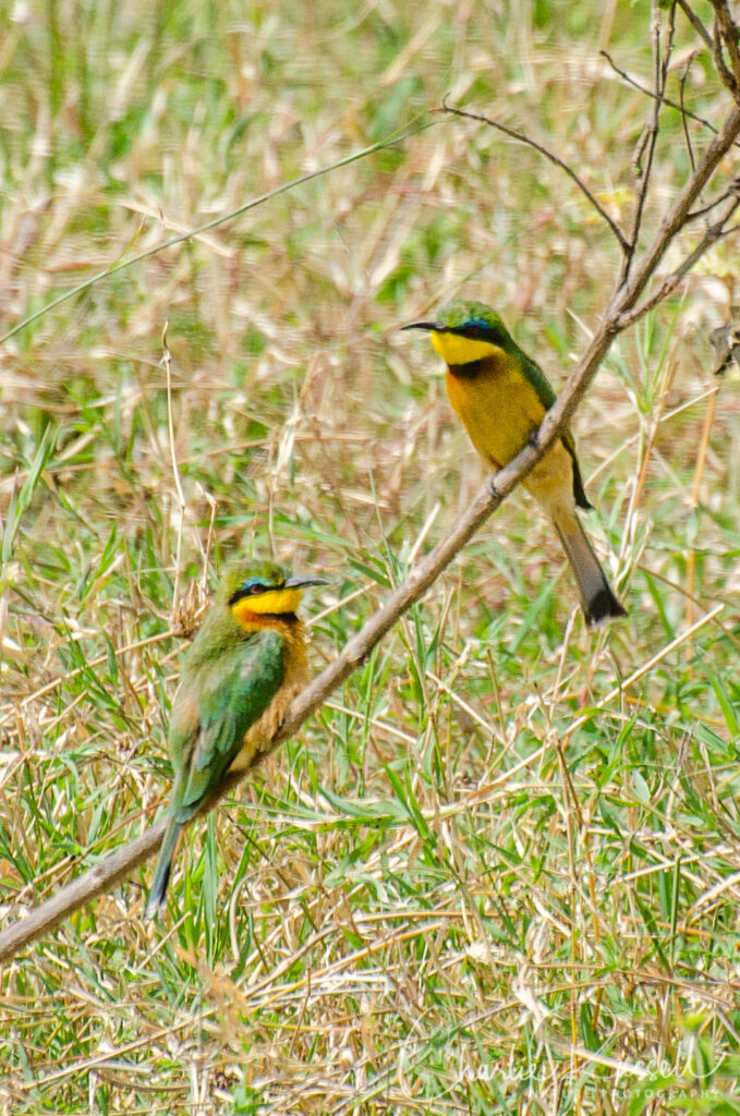 Little Bee-Eater, Merops pusillus