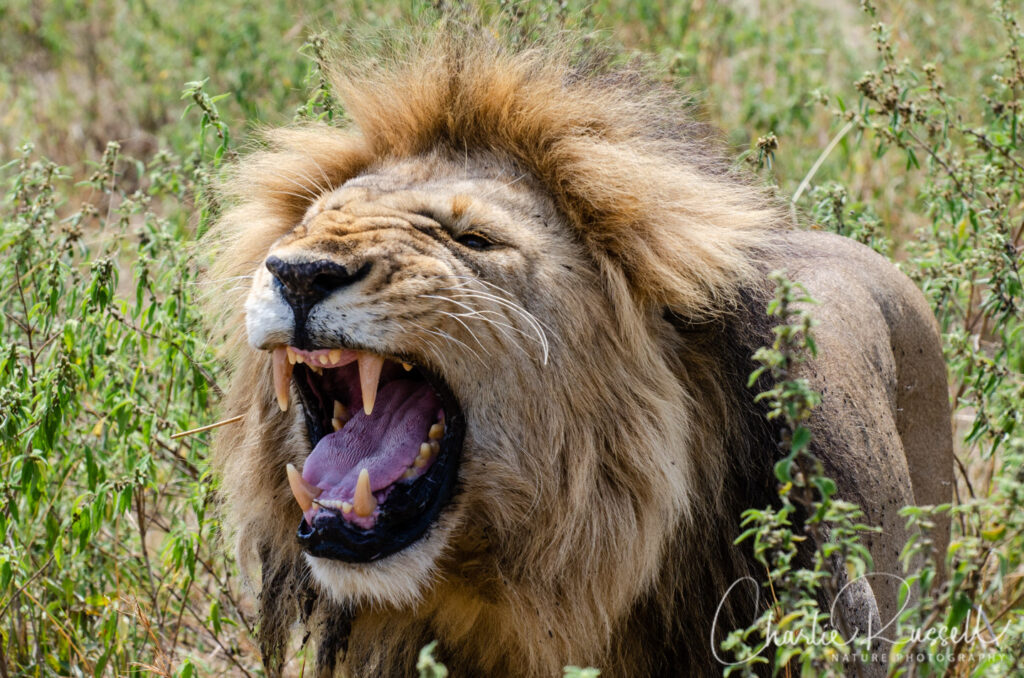 Southern Lion, Panthera leo ssp. melanochaita. Mating pair. Black Rock pride. Grimacing is testing air with Jacobson's Organ, to see if female is ready to mate