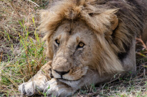 Southern Lion, Panthera leo ssp. melanochaita. Mating pair. Black Rock pride. He figured out she wasn't ready, so he is settling down to wait