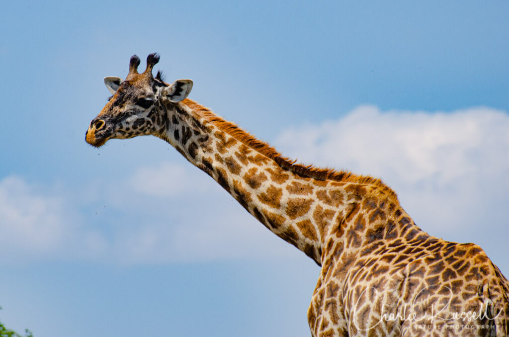 Maasai Giraffe, Giraffa camelopardalis ssp. tippelskirchi