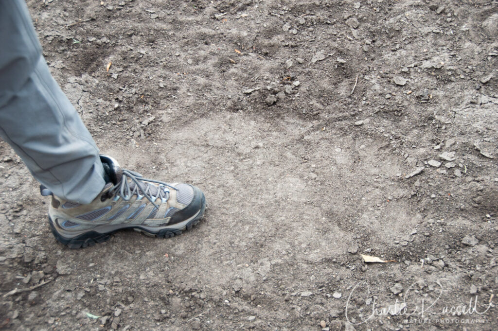 Footprint of a very large African Bush Elephant, with my wife's foot inside for comparison