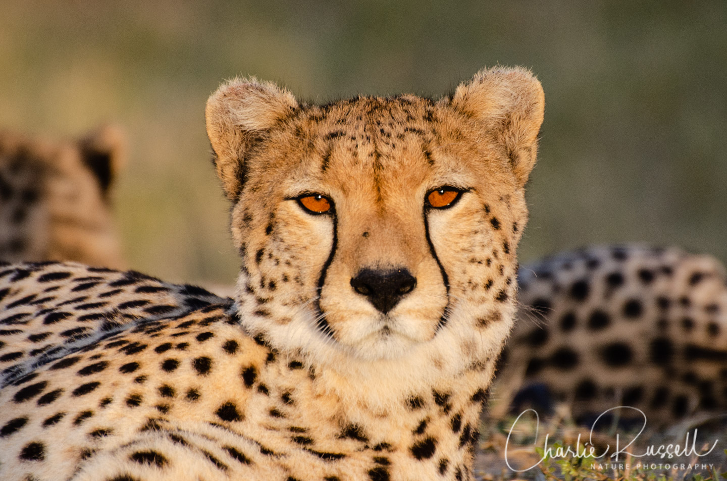 Southern and Eastern African Cheetah, Acinonyx jubatus ssp. jubatus