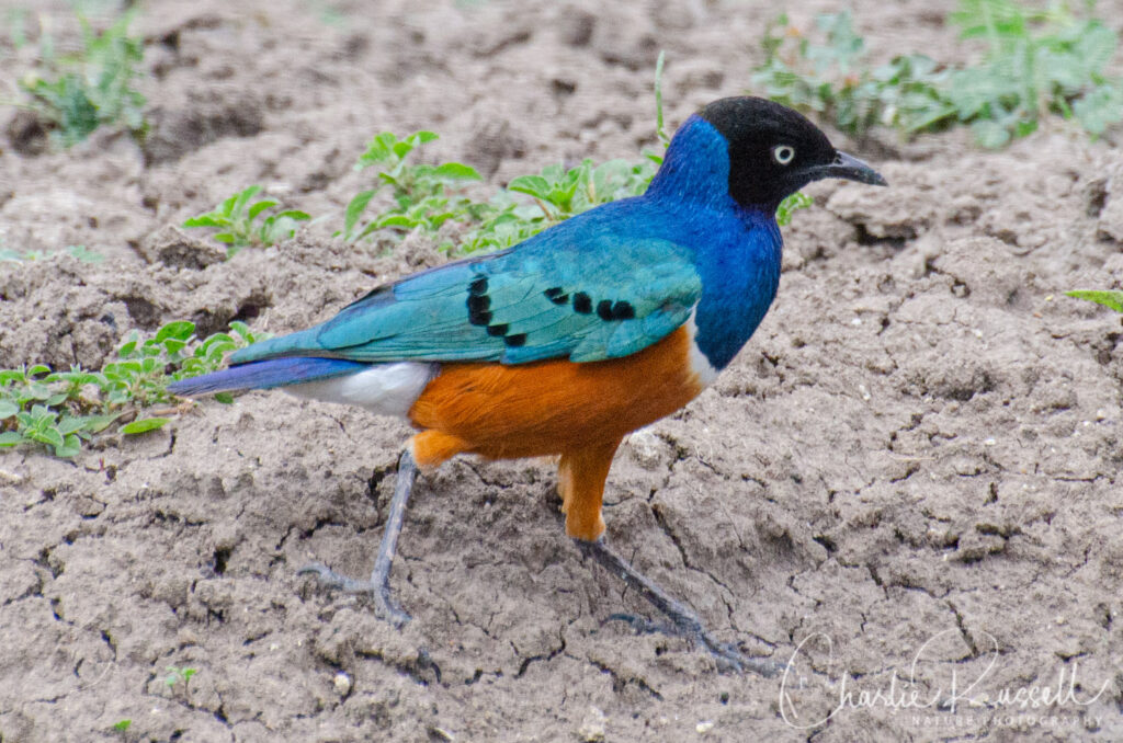 Superb Starling, Lamprotornis superbus