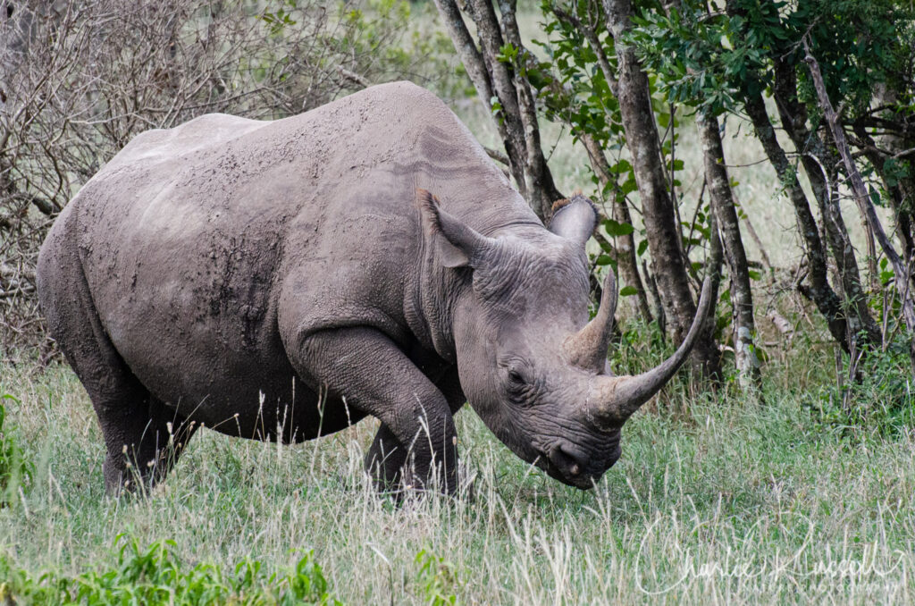 Eastern Black Rhinoceros, Diceros bicornis ssp. michaeli