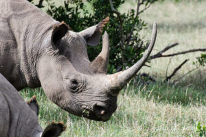 Eastern Black Rhinoceros, Diceros bicornis ssp. michaeli