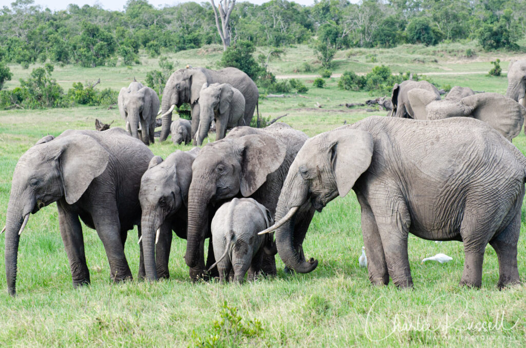 African Bush Elephant, Loxodonta africana