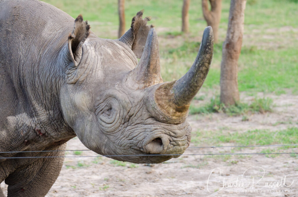 Baraka, the blind Black Rhino
