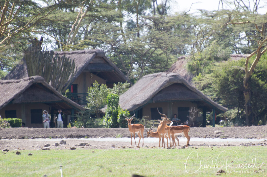 Impala, Aepyceros melampus,