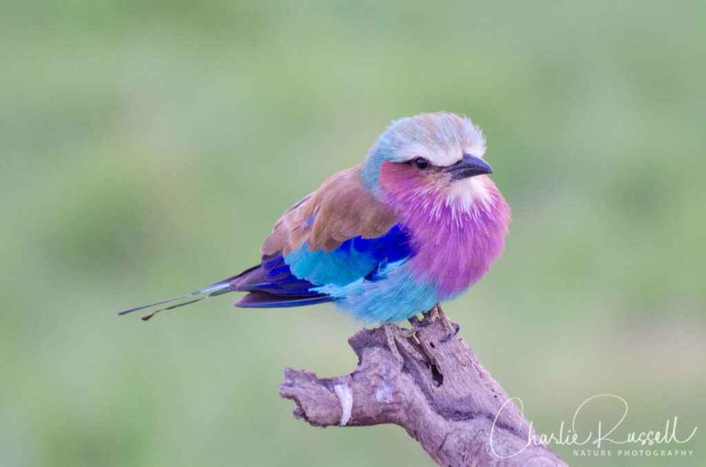 Lilac-breasted Roller, Coracias caudatus