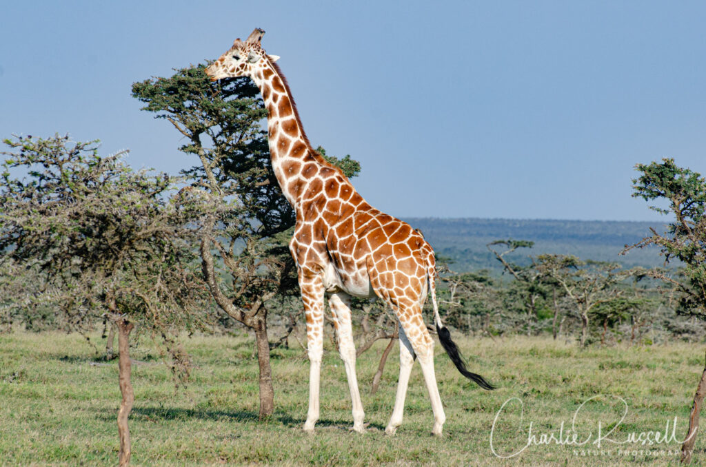 Reticulated Giraffe, Giraffa camelopardalis ssp. reticulata