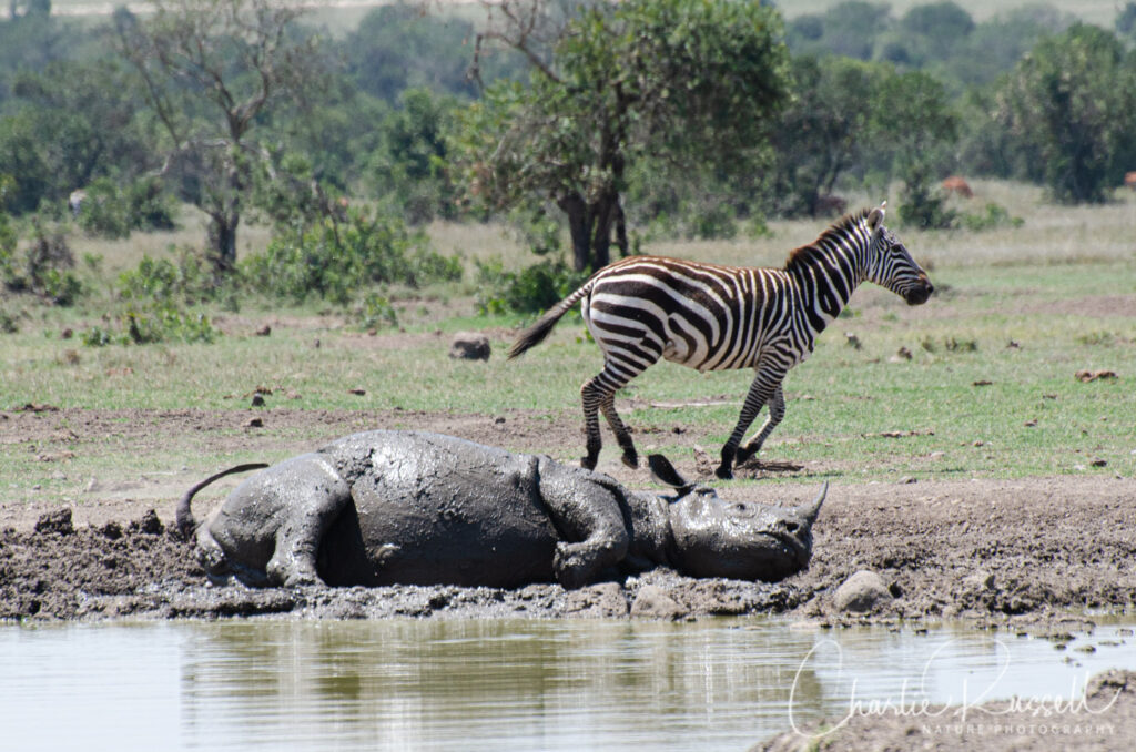 Eastern Black Rhinoceros, Diceros bicornis ssp. michaeli