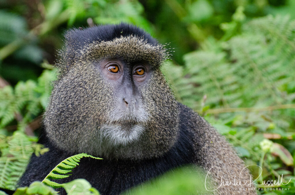 Golden Monkey, Cercopithecus mitis ssp. kandti