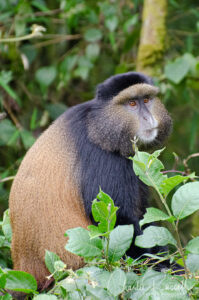 Golden Monkey, Cercopithecus mitis ssp. kandti