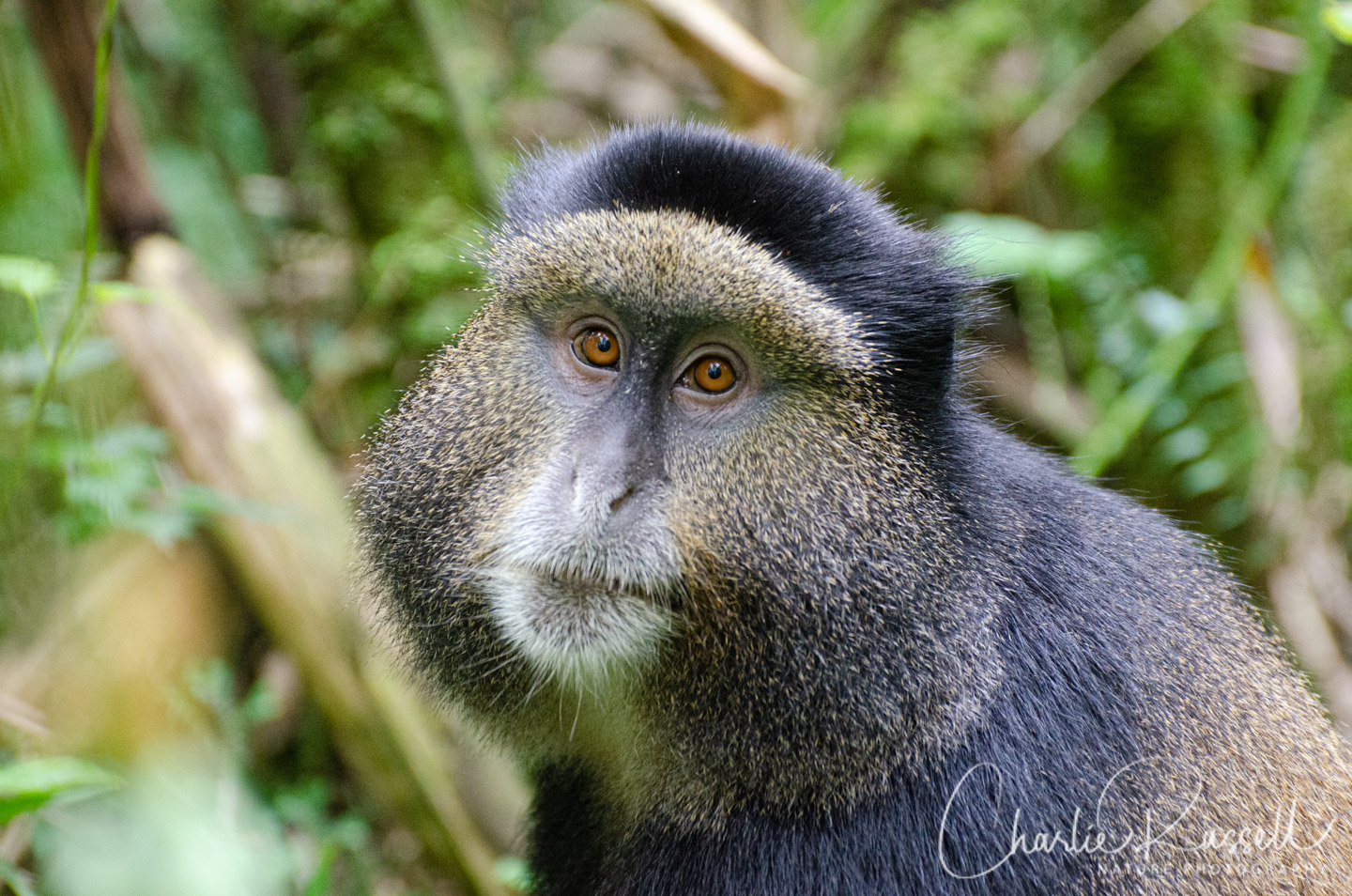 Golden Monkey, Cercopithecus mitis ssp. kandti