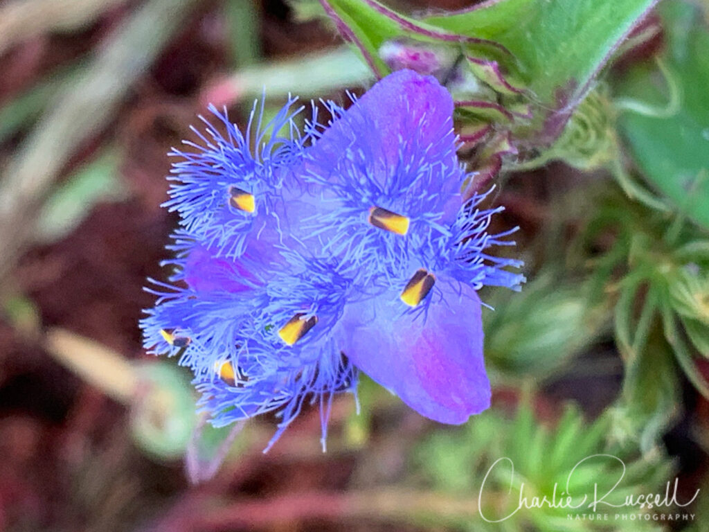 Blue Ears (Spiderwort), Cyanotis sp.