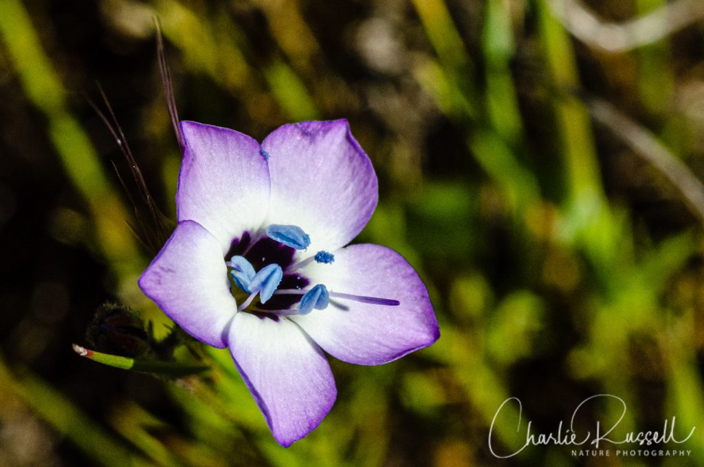 Bird's eye gilia, Gilia tricolor