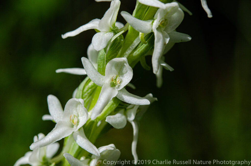 Sierra Bog Orchid, Platanthera dilatata var. leucostachys