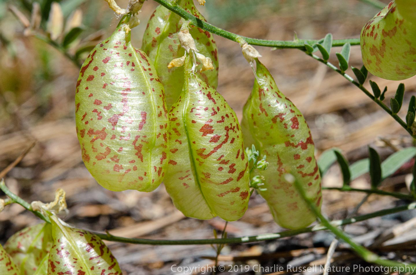 Siskiyou milkvetch, Astragalus whitneyi var. siskiyouensis