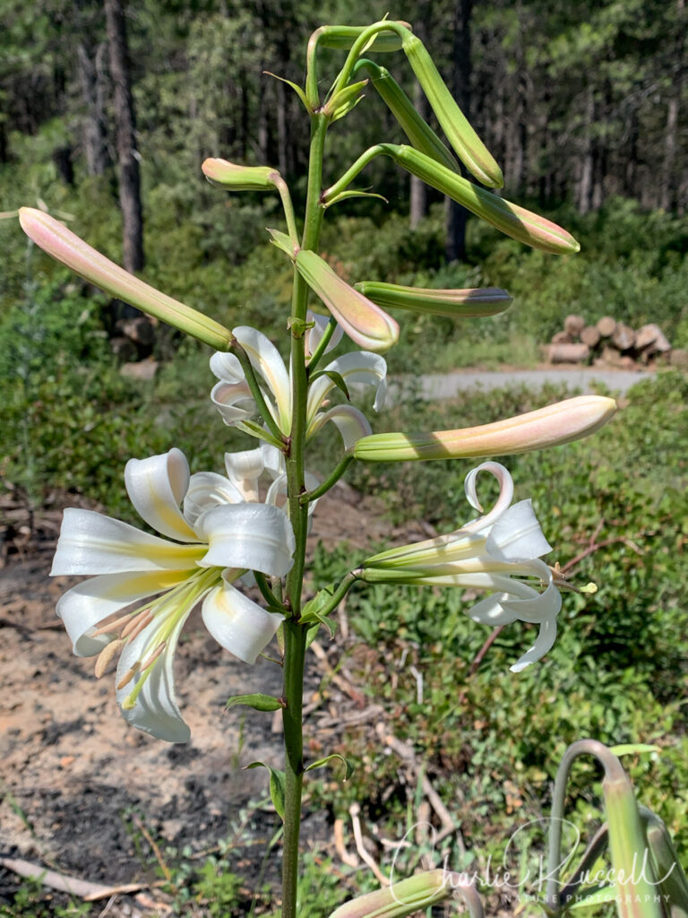 Washington lily, Lilium washingtonianum ssp. washingtonianum